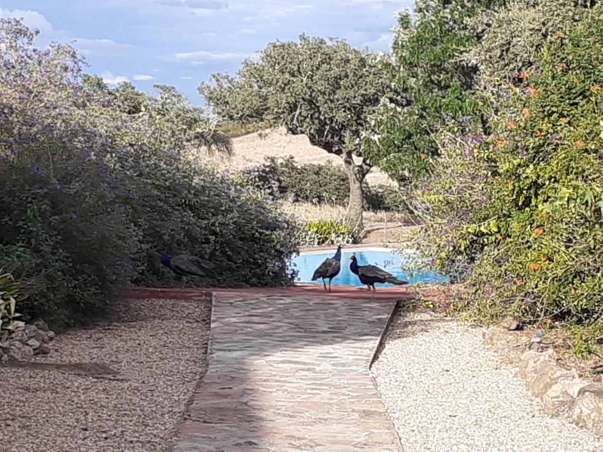 Herdade Do Monte Outeiro - Turismo Rural Venda  Dış mekan fotoğraf