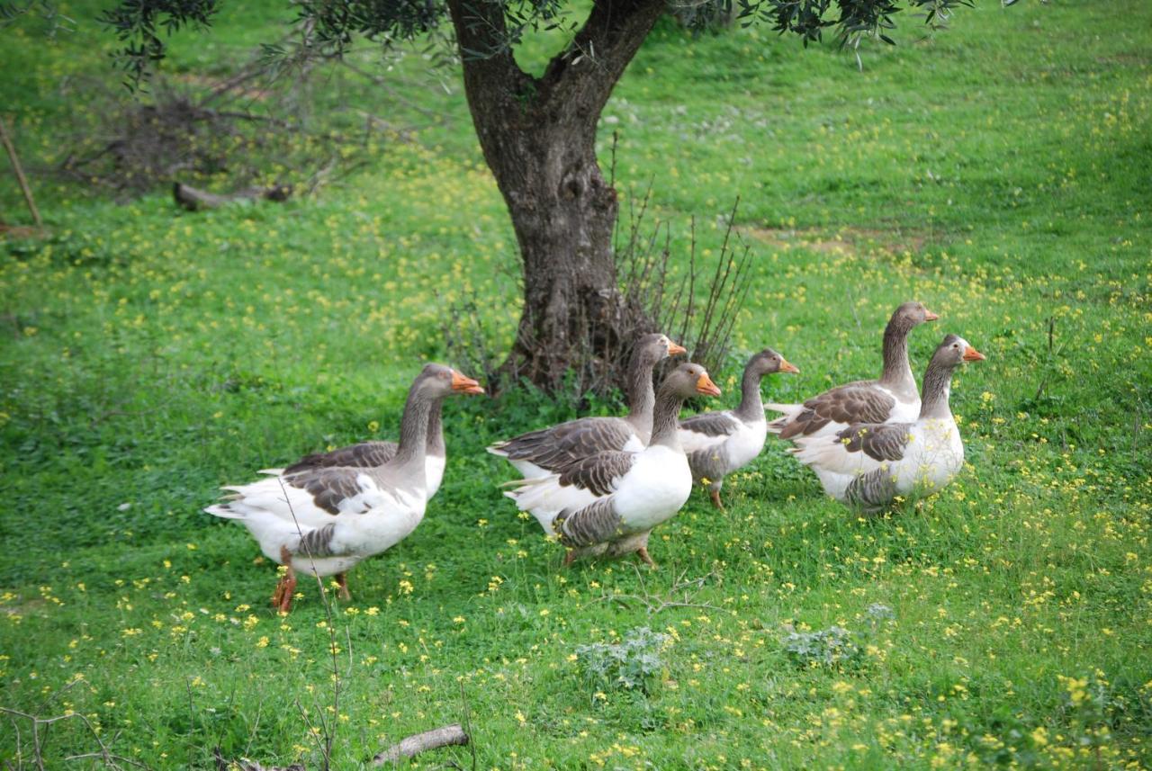 Herdade Do Monte Outeiro - Turismo Rural Venda  Dış mekan fotoğraf