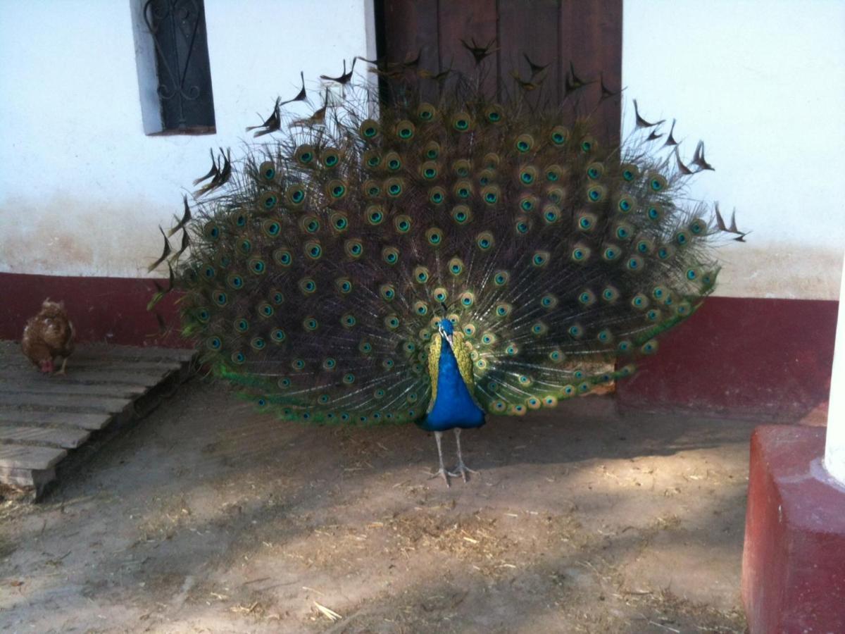 Herdade Do Monte Outeiro - Turismo Rural Venda  Dış mekan fotoğraf