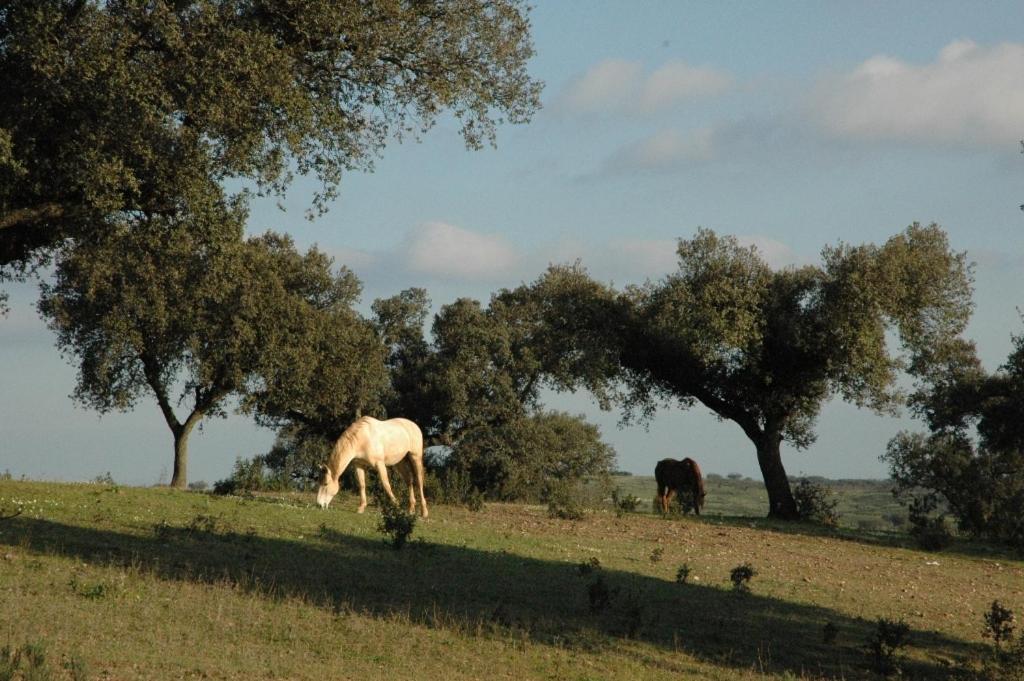 Herdade Do Monte Outeiro - Turismo Rural Venda  Dış mekan fotoğraf