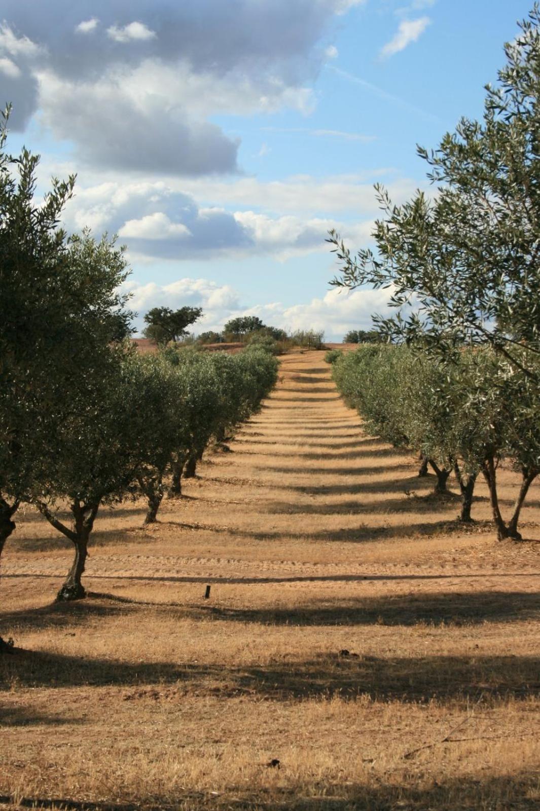 Herdade Do Monte Outeiro - Turismo Rural Venda  Dış mekan fotoğraf